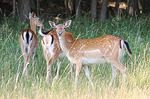 Deer Accidents Rise Over Next Three Months