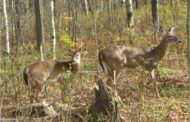 Game Commission Lists Proposed Dates For Sunday Hunting