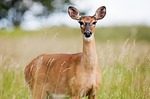 Game Commission Considers Extending Archery Deer Season