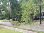 City Offering Subsidy To Replace Damaged Trees In Summer Storms