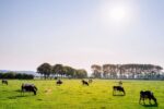 Deadline Approaching For Dairy Farmer COVID Relief