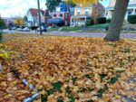 Leaf Disposal Options Available In Butler