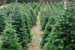 Live Christmas Tree Sales Surge This Season