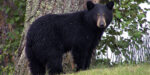 2020 Bear Harvest 6th Most In State History