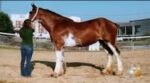 Clydesdale Still Missing From Sarver Home